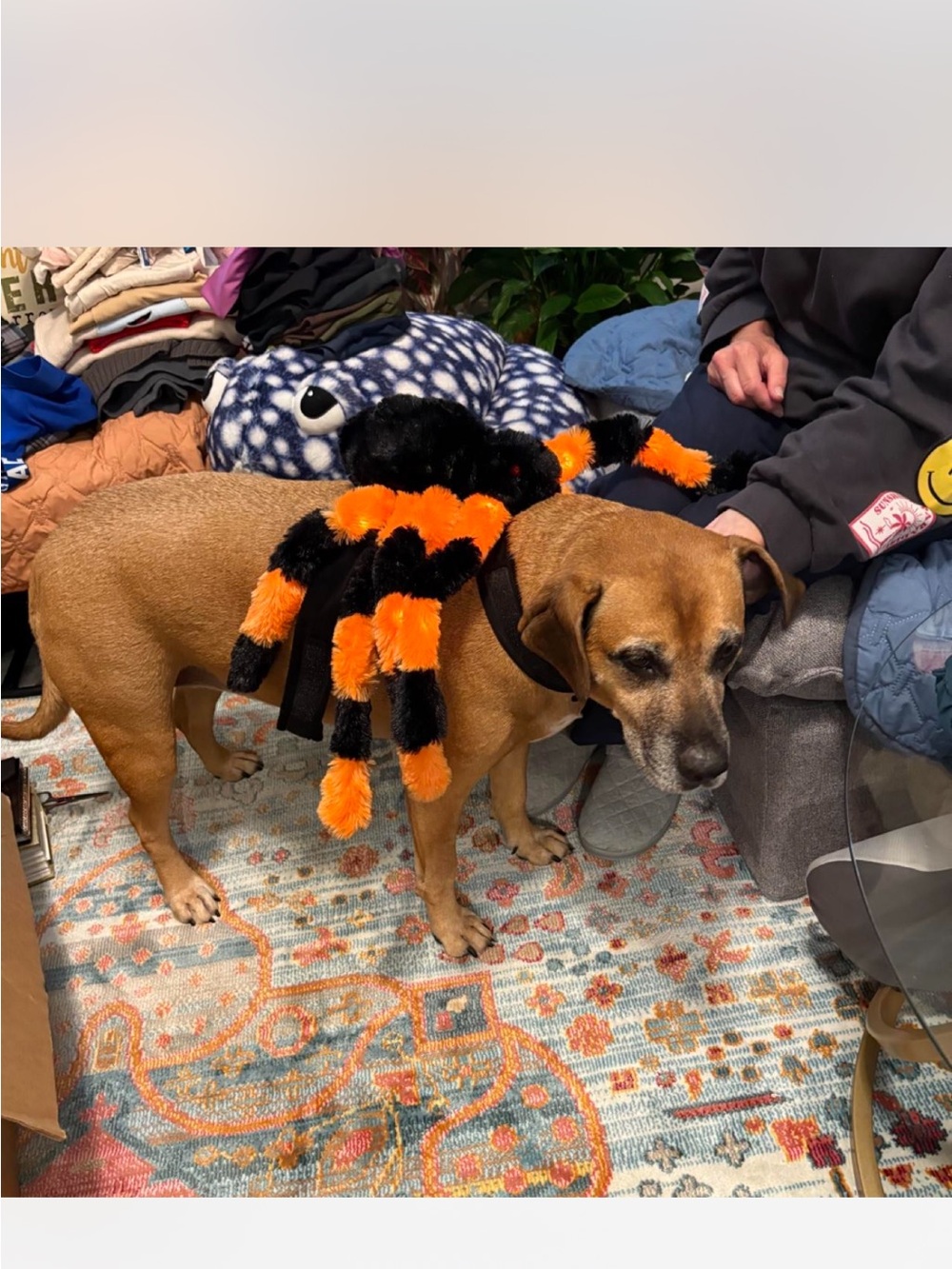 Plush Spider Costume for Dogs in Black & Orange